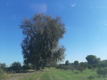 HUERTA DE CITRICOS EN VENTA EN CADEREYTA JIMENEZ NUEVO LEON, SAN JUAN LAS TRANCAS, EN PRODUCCION 90.3919 HAS, DE UN TOTAL DE 110 HAS O MÁS