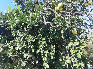 HUERTA DE CITRICOS EN VENTA EN CADEREYTA JIMENEZ NUEVO LEON, SAN JUAN LAS TRANCAS, EN PRODUCCION 90.3919 HAS, DE UN TOTAL DE 110 HAS O MÁS