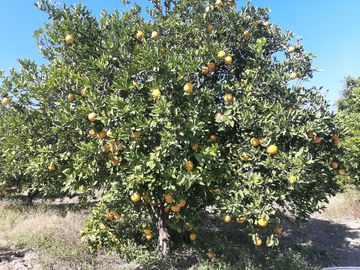 HUERTA DE CITRICOS EN VENTA EN CADEREYTA JIMENEZ NUEVO LEON, SAN JUAN LAS TRANCAS, EN PRODUCCION 90.3919 HAS, DE UN TOTAL DE 110 HAS O MÁS