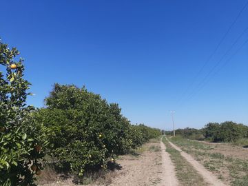 HUERTA DE CITRICOS EN VENTA EN CADEREYTA JIMENEZ NUEVO LEON, SAN JUAN LAS TRANCAS, EN PRODUCCION 90.3919 HAS, DE UN TOTAL DE 110 HAS O MÁS