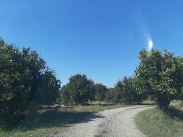 HUERTA DE CITRICOS EN VENTA EN CADEREYTA JIMENEZ NUEVO LEON, SAN JUAN LAS TRANCAS, EN PRODUCCION 90.3919 HAS, DE UN TOTAL DE 110 HAS O MÁS