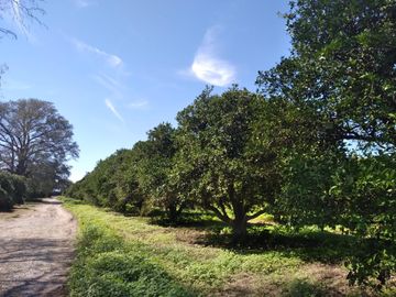 HUERTA DE CITRICOS EN VENTA EN CADEREYTA JIMENEZ NUEVO LEON, SAN JUAN LAS TRANCAS, EN PRODUCCION 90.3919 HAS, DE UN TOTAL DE 110 HAS O MÁS