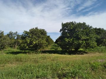 HUERTA DE CITRICOS EN VENTA EN CADEREYTA JIMENEZ NUEVO LEON, SAN JUAN LAS TRANCAS, EN PRODUCCION 90.3919 HAS, DE UN TOTAL DE 110 HAS O MÁS