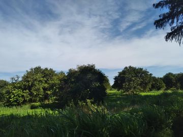 HUERTA DE CITRICOS EN VENTA EN CADEREYTA JIMENEZ NUEVO LEON, SAN JUAN LAS TRANCAS, EN PRODUCCION 90.3919 HAS, DE UN TOTAL DE 110 HAS O MÁS