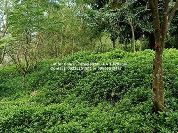 Lot for Sale in Tanay Rizal - Lot Area 1,529sqm Garden Cottages