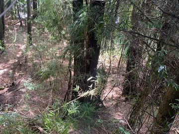 SE VENDE ESPECTACULAR PARCELA A 17 KM DEL CENTRO DE VALDIVIA