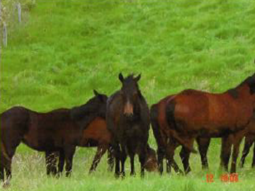 ¡EXCELENTE OPORTUNIDAD¡ HACIENDA CORSEGA