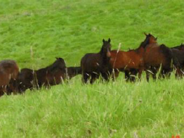 ¡EXCELENTE OPORTUNIDAD¡ HACIENDA CORSEGA