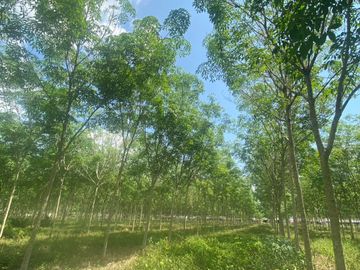 29 Rai in prime location for sale close to the airport in Thalang,Phuket