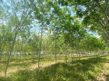 29 Rai in prime location for sale close to the airport in Thalang,Phuket