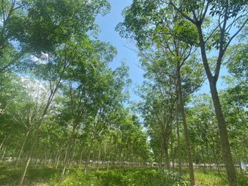 29 Rai in prime location for sale close to the airport in Thalang,Phuket