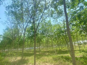 29 Rai in prime location for sale close to the airport in Thalang,Phuket