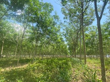 29 Rai in prime location for sale close to the airport in Thalang,Phuket