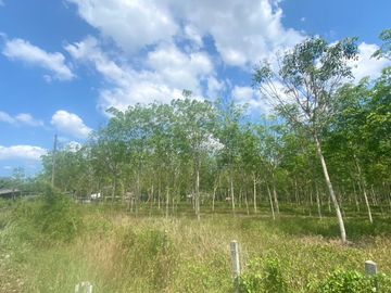 29 Rai in prime location for sale close to the airport in Thalang,Phuket