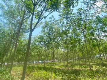 29 Rai in prime location for sale close to the airport in Thalang,Phuket