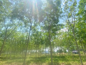 29 Rai in prime location for sale close to the airport in Thalang,Phuket