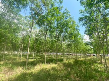 29 Rai in prime location for sale close to the airport in Thalang,Phuket