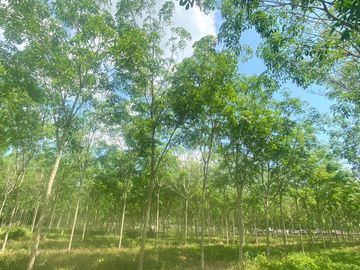 29 Rai in prime location for sale close to the airport in Thalang,Phuket