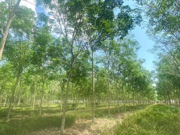 29 Rai in prime location for sale close to the airport in Thalang,Phuket