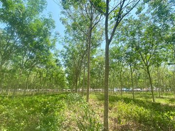 29 Rai in prime location for sale close to the airport in Thalang,Phuket