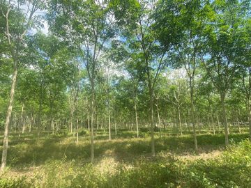 29 Rai in prime location for sale close to the airport in Thalang,Phuket