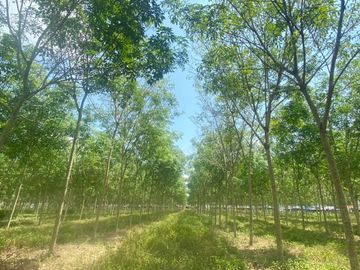 29 Rai in prime location for sale close to the airport in Thalang,Phuket