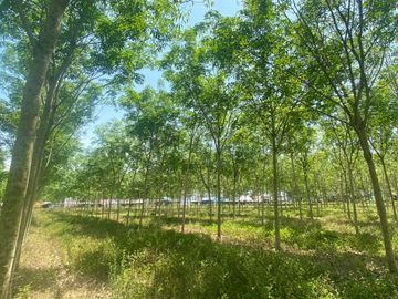 29 Rai in prime location for sale close to the airport in Thalang,Phuket