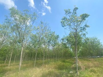 29 Rai in prime location for sale close to the airport in Thalang,Phuket