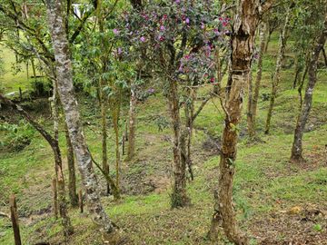 Venta Lote en Santa Elena Antioquia