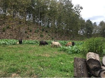 Venta de hacienda de 100 hectáreas con 30 hectáreas de teca sembradas en Balzar