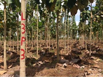 Venta de hacienda de 100 hectáreas con 30 hectáreas de teca sembradas en Balzar