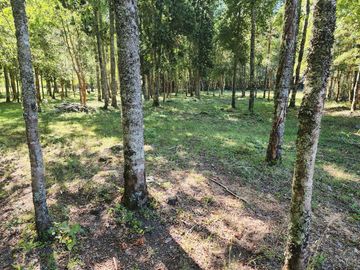 En Riñinahue, Espectacular predio de 52ha con 390m de orilla de río Nilahue