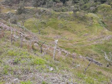 VENDO FINCA AGRÍCOLA, PARA GANADO O CERDOS EN SANTUARIO ANTIOQUIA.