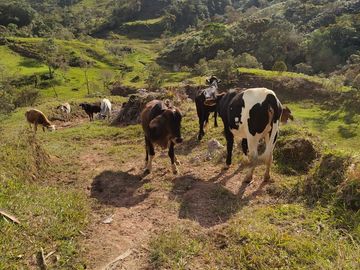 VENDO FINCA AGRÍCOLA, PARA GANADO O CERDOS EN SANTUARIO ANTIOQUIA.