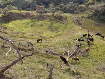 VENDO FINCA AGRÍCOLA, PARA GANADO O CERDOS EN SANTUARIO ANTIOQUIA.