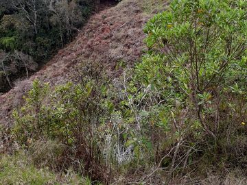 VENDO FINCA AGRÍCOLA, PARA GANADO O CERDOS EN SANTUARIO ANTIOQUIA.