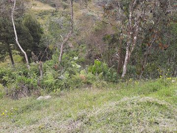 VENDO FINCA AGRÍCOLA, PARA GANADO O CERDOS EN SANTUARIO ANTIOQUIA.