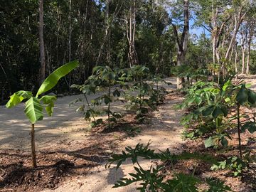 VILLAS DISRUPTIVAS de 1-5 habitaciones on-demand sobre Av. Coba en Tulum