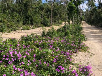 VILLAS DISRUPTIVAS de 1-5 habitaciones on-demand sobre Av. Coba en Tulum