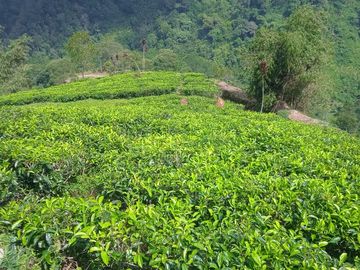 Tanah Potensi Wisata Air Terjun & Kebun Teh seluas 73 Ha di Puncak Mulya, Pangalengan.