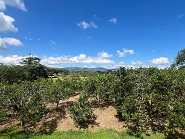 Finca productiva en venta Quimbaya Quindio 24 cuadras
