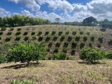 Finca productiva en venta Quimbaya Quindio 24 cuadras