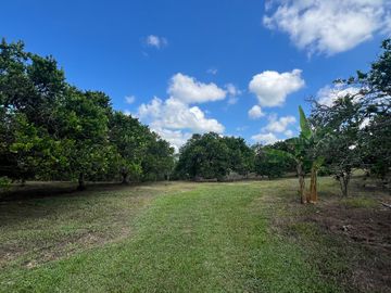 Finca productiva en venta Quimbaya Quindio 24 cuadras
