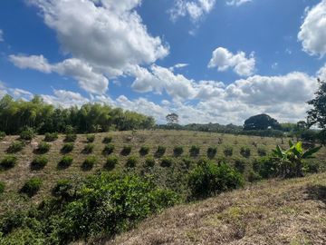 Finca productiva en venta Quimbaya Quindio 24 cuadras