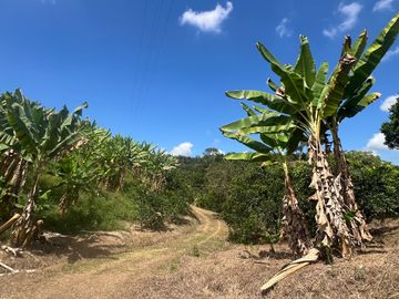 Finca productiva en venta Quimbaya Quindio 24 cuadras