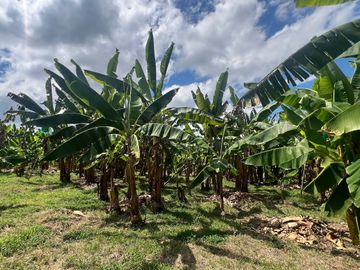Finca productiva en venta Quimbaya Quindio 24 cuadras
