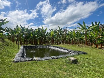 Finca productiva en venta Quimbaya Quindio 24 cuadras