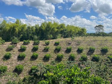 Finca productiva en venta Quimbaya Quindio 24 cuadras