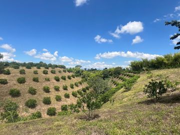 Finca productiva en venta Quimbaya Quindio 24 cuadras