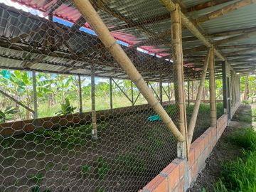 Finca productiva en venta Quimbaya Quindio 24 cuadras
